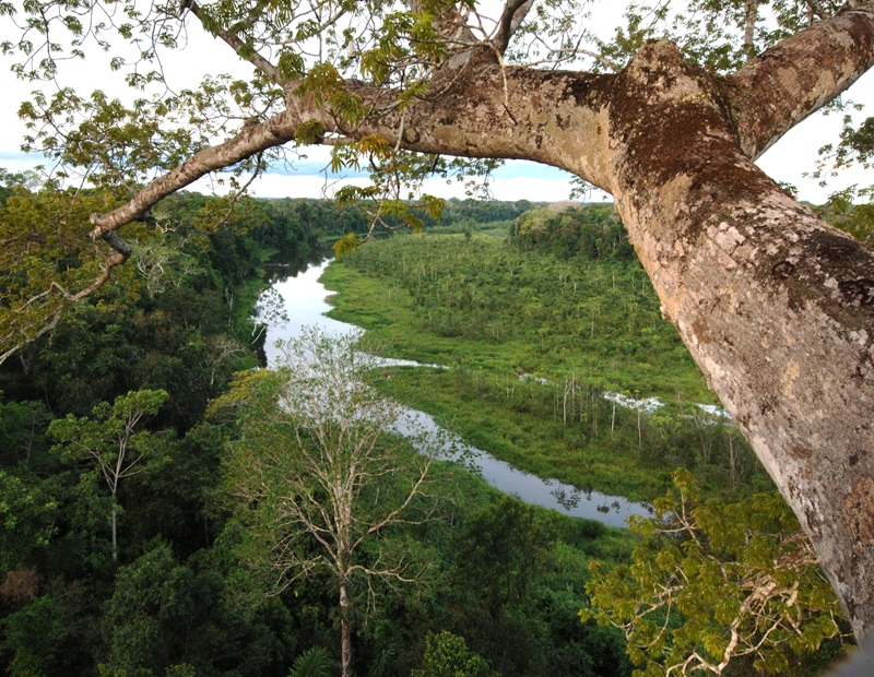 Proyecto Manu Wildlife Vacations